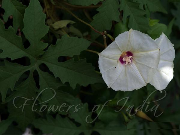 Alamo Vine